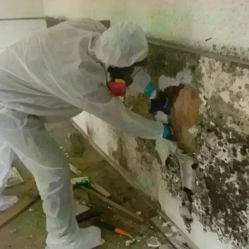 Mold Remediation and Removal in Mankato, MN